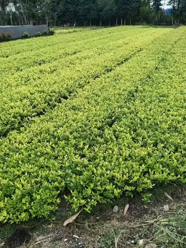 平顶山城市绿化的作用